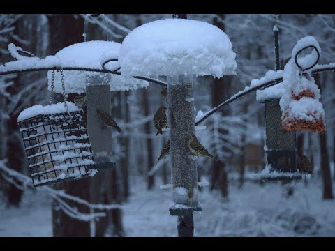Mondays with Martha #190 - How to Help Wild Birds in Winter