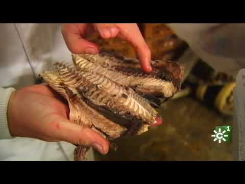 Melva canutera, delicatessen de Industrial Conservera de Tarifa