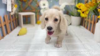 ミニチュアダックスの動画01