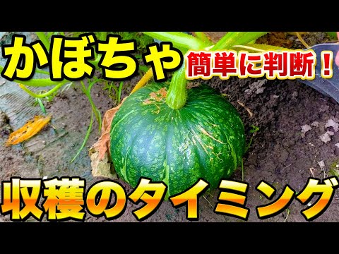 食用カボチャ: どうやって見分けますか? 植物