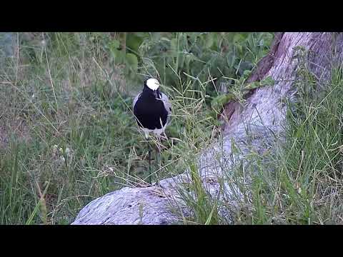 Djuma: Blacksmith Lapwing - 18:44 - 01/29/21