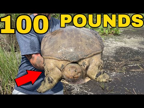 Catching The WORLDS LARGEST Soft-Shell Turtle!!!