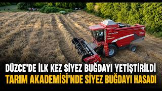 Tarım Akademisi’nde Siyez Buğdayı Hasadı