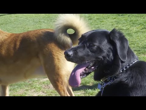 It's been ruff without dog parks for Layton pet owners - YouTube