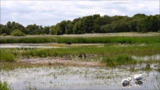 preview picture of video 'Hickling Broad Time Lapse'