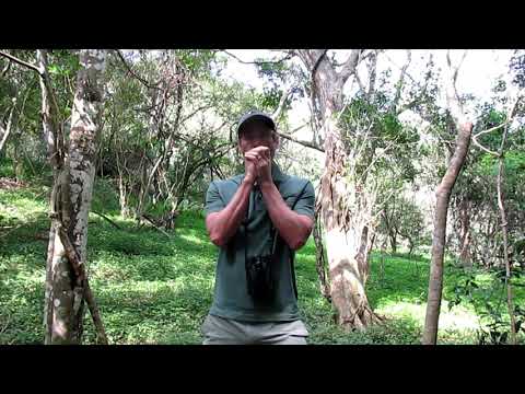 Narina trogon- Facts and Information.