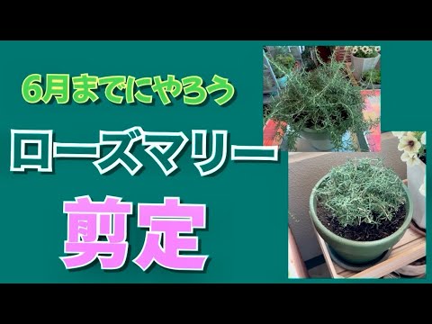 ローズマリーダフネ 植物