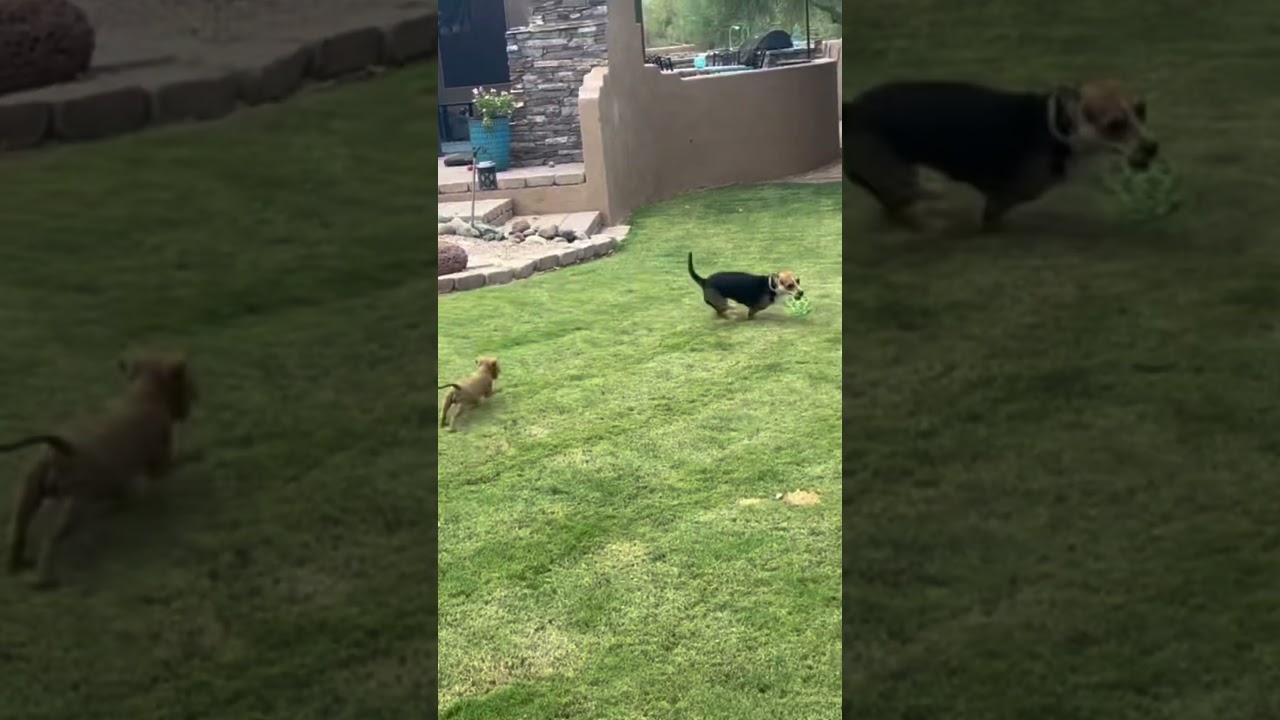 Enlarge Adoption pending Lyla, an adopted mixed breed in Scottsdale, AZ video 6/6