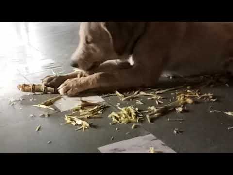 My doggy eating sugercane....