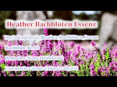 Heather Bachblüten Essenz