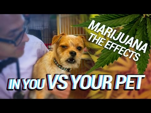 Marijuana - The Effects in You vs Your Dog