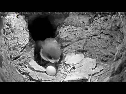 Unobstructed View Of Cahow Egg While Male Returns From Incubation Break – Jan. 12, 2021