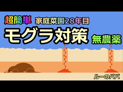 モグラに対する植物: 緑地からモグラを遠ざけるためのトップ 3!  庭園