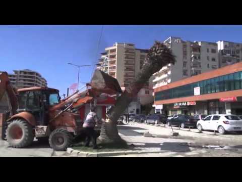 Vlorë, u gërryen nga “Buburreci i Kuq”, priten palmat dhe zëvendësohen nga Rrapi