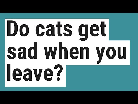 Do cats get sad when you leave? - YouTube