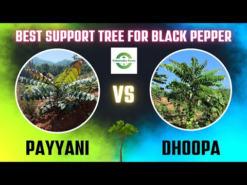 Differences between Payyani and Dhoopa trees for support of black pepper