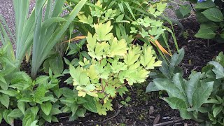 Bleeding Hearts - After Bloom Cut Back &amp; Transplant - July 2
