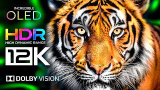 8K HDR ANIMALS KINGDOM: The Ultimate Animal 8K VIDEO Ultra HD With Animal Sounds BEST OLED TV TEST