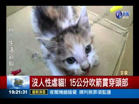 沒人性虐貓! 15公分吹箭貫穿頭部