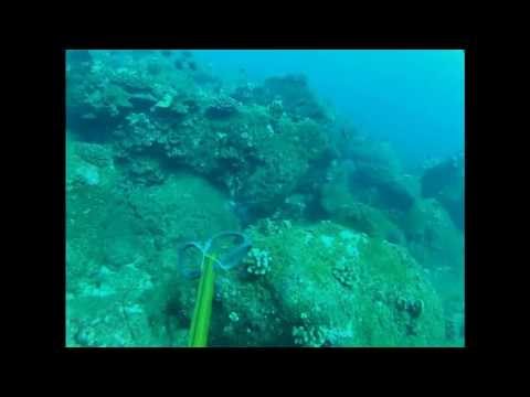 Reef diving (Maui and Oahu)