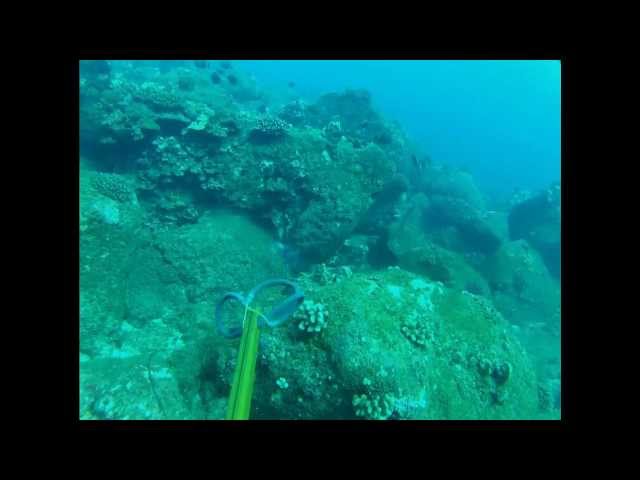 Reef diving (Maui and Oahu)