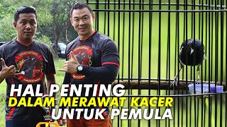 Download lagu Sekolah Burung #9: Hal Penting Dalam Merawat Kacer Untuk Pemula mp3