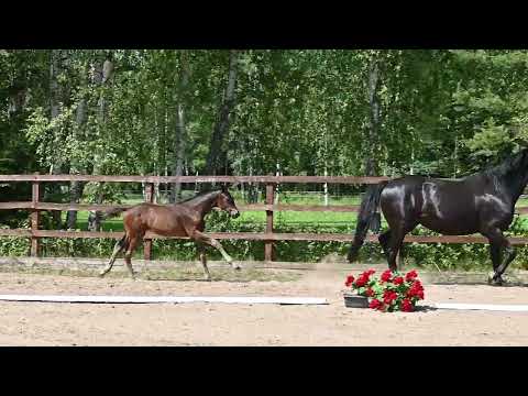 RIP Fynch Cara 2023, Filly by Fynch Hatton x Lord Loxley x Ferro