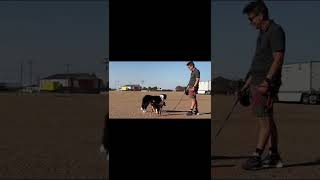 Easy methods to prepare your canine 5 seconds at a time! #dogtraining #puppytraining #dogtrainingtips #shorts