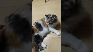 なでて欲しいアピールを続ける猫　 #ねこ #ねこ動画 #kitten #かわいい