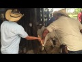 MARCACION MEDIANTE HIERRO CALIENTE