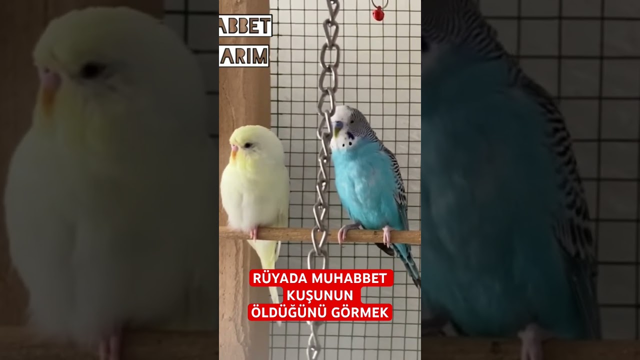 RÜYADA MUHABBET KUŞUNUN ÖLDÜĞÜNÜ GÖRMEK #muhabbetkuşu #budgie #love #parrot