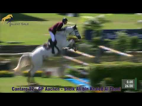 31 colt by Diamant de Semilly - Calido I