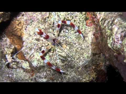 Hausrifftauchen Ras Bob, Sinai, Ras Bob (Sharm El Sheikh),Ägypten