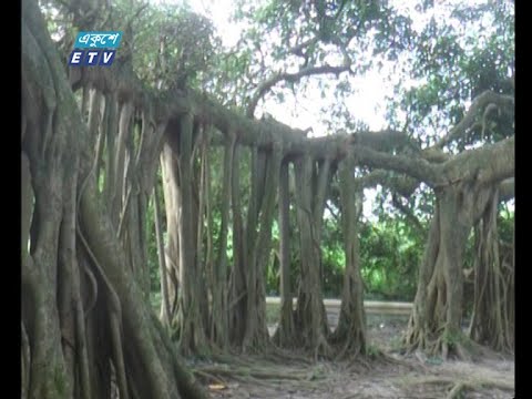 ধামরাইয়ের সাইট্টা গ্রামে প্রায় ৫ বিঘা জায়গা নিয়ে দাঁড়িয়ে প্রাচীন এক বট ও পাকুড় গাছ