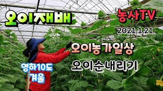 오이재배, 오이 농가 일상, 브이로그, 오이순내리기, 오이집게작업 [농사TV]