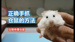 Download lagu [SHARING] CORRECT METHOD OF GRAB / HOLDING DWARF HAMSTER ( ROBOROVSKI, WINTER WHITE & CAMPBELL) mp3