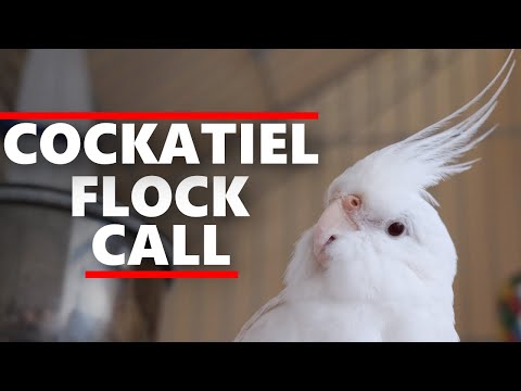 COCKATIEL FLOCK CALL-Cockatiel Sound