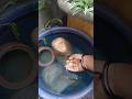 New Gold Fish Tank Setup Viral Fish Goldfish Shorts