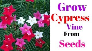 Grow Cypress Vine From Seeds