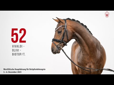 Hauptkörung 2023 Reitpferde Katnr. 52 Vivaldi - Olivi - Biotop/T.
