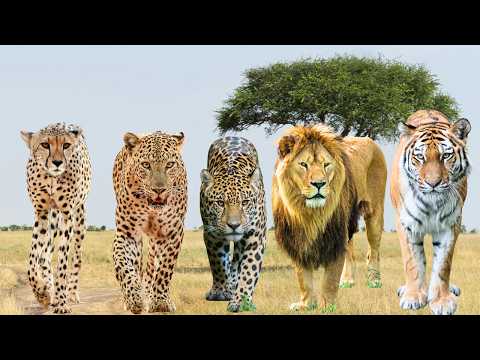 Most Powerful Big Cats? Comparing Cheetah, Leopard, Jaguar, Lion & Tiger