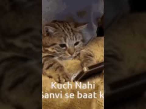 cat #baljeet Singh ❤️🌹😍🙀👀🙉🙈👍👍👍👍🎅🎅🎅