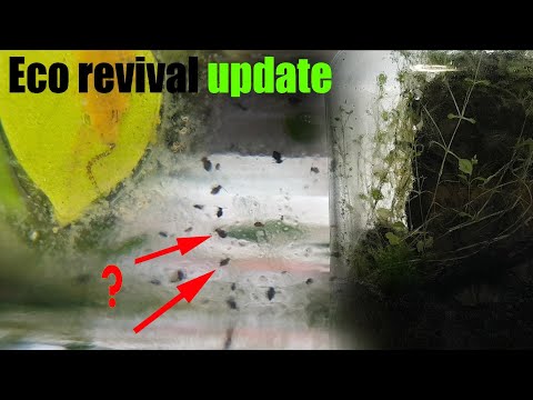 Eco Revival Update | What's up with all these SPRINGTAILS?!