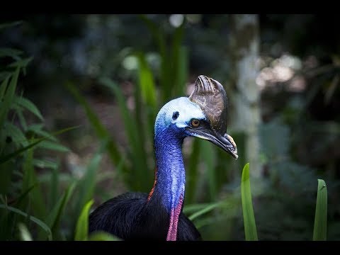 World's Weirdest Bird Sounds - Part One