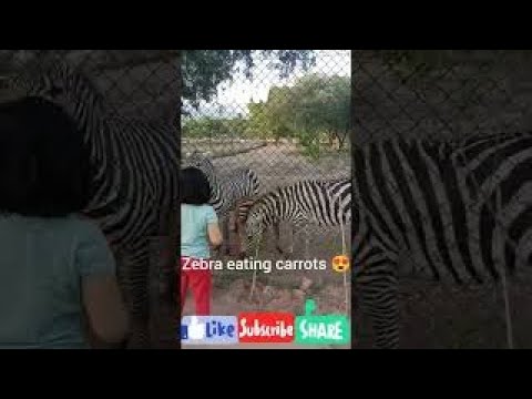 , title : 'ZEBRA EATING CARROTS 😍'
