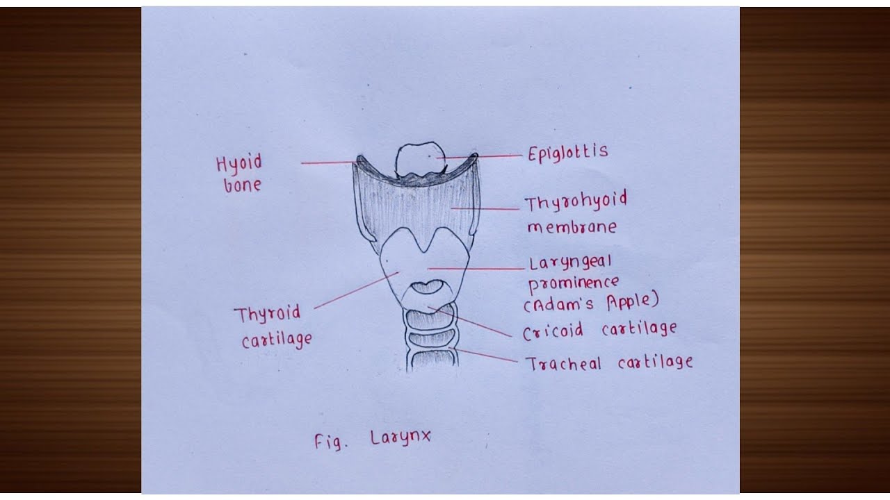 How to Draw Larynx Diagram | Larynx Diagram | Structure of Larynx | Voice Box Structure