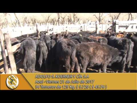 21-07-17 Venta de Machos - Adolfo S Koerner - Azul