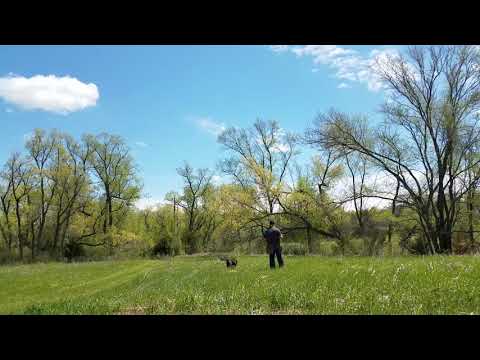 Labrador Brex , flushing upland basics