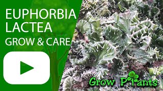 Euphorbia lactea - grow & care (Coral Cactus)