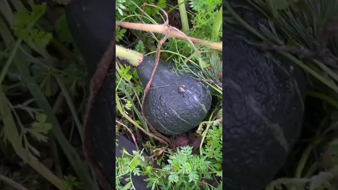 What’s Currently Growing in my South African Garden 👨‍🌾🪴